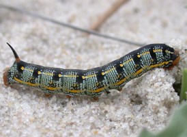 White-lined Sphinx